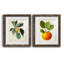 Feuillage antique et fruit VI - ensemble de 2 reproductions d'art sur papier encadré-1457858244-1457858245