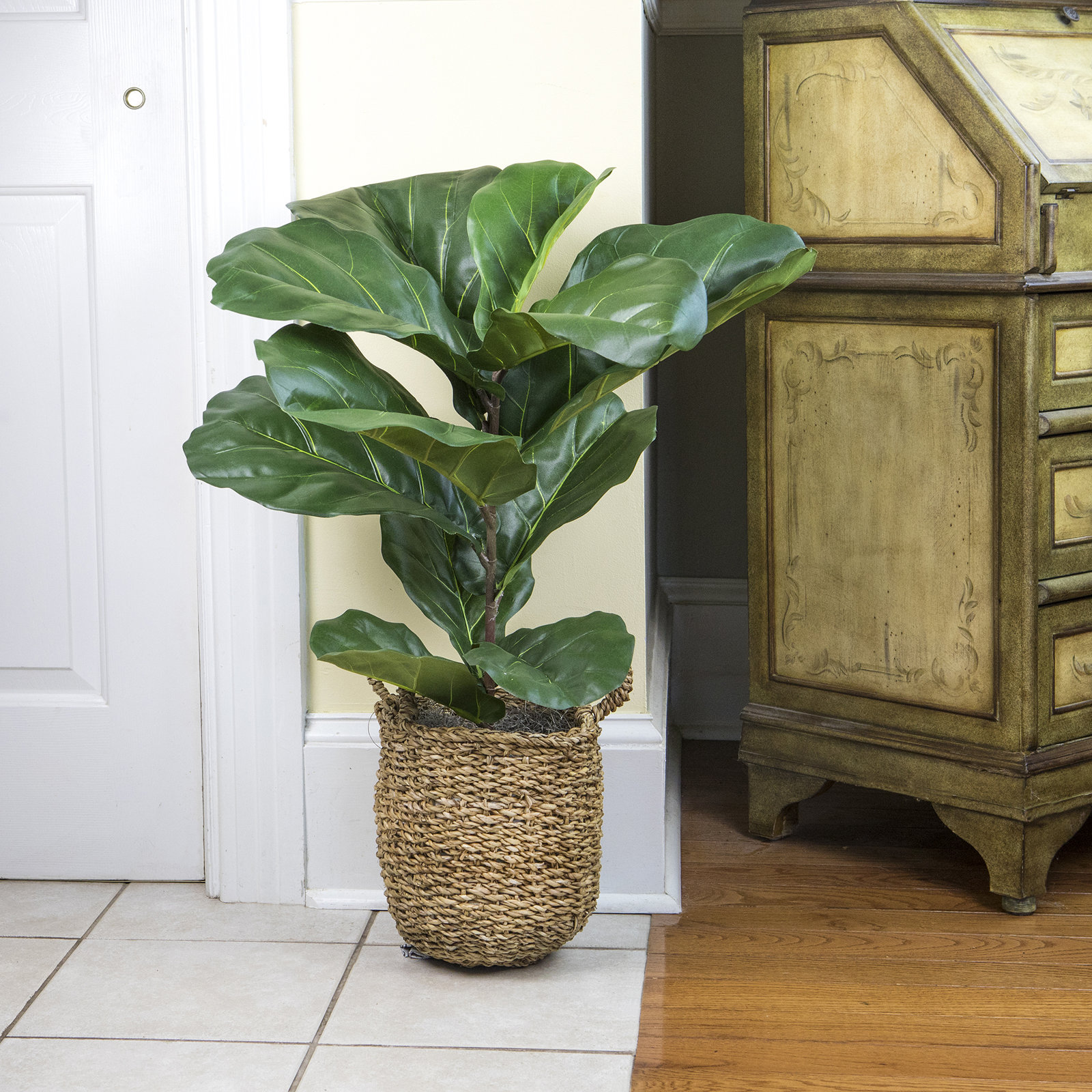36" Fiddle Leaf Fig Plant in Basket