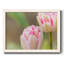 " Blush "-1630402998-1630402996