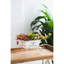 11.5 - Inches Deep, White, Wheelbarrow Shaped Planter, Small Live Succulents, Shelving Wide, Faux Florals, Tabletop