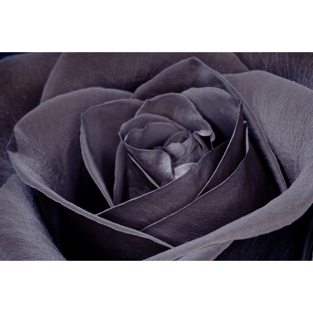 Black Rose von Slobo - Druck