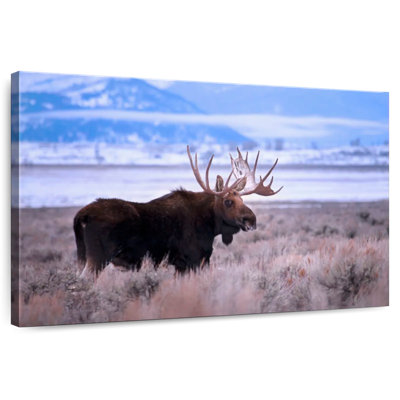 Brampt Teton Bull Moose