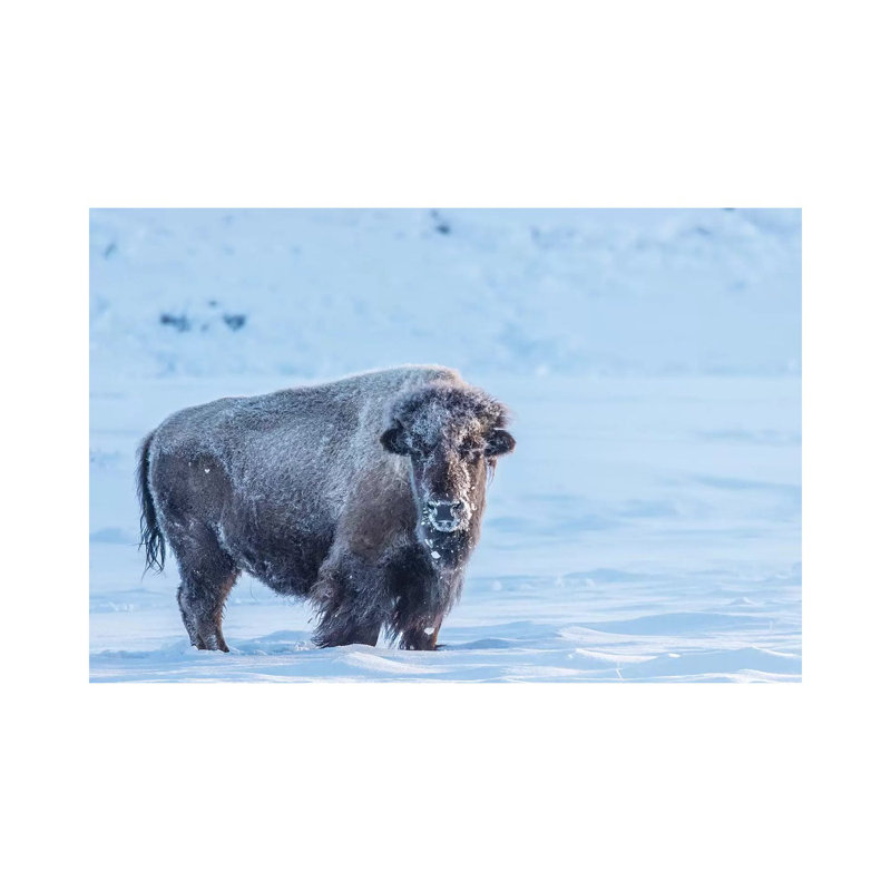USA, Wyoming, Yellowstone National Park. Frosty Bison In Winter by Jaynes Gallery - Wrapped Canvas Print