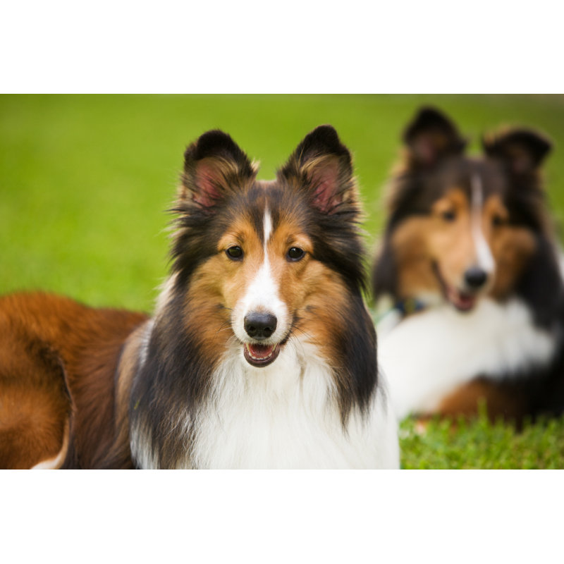 Shelties in the grass, 81cm H x 122cm W