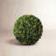 Preserved Greens Topiary, Hedge Plant in-1214296197