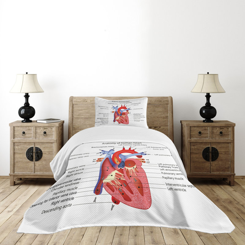 Ambesonne Science Bedspread Human Body Organ Multicolor