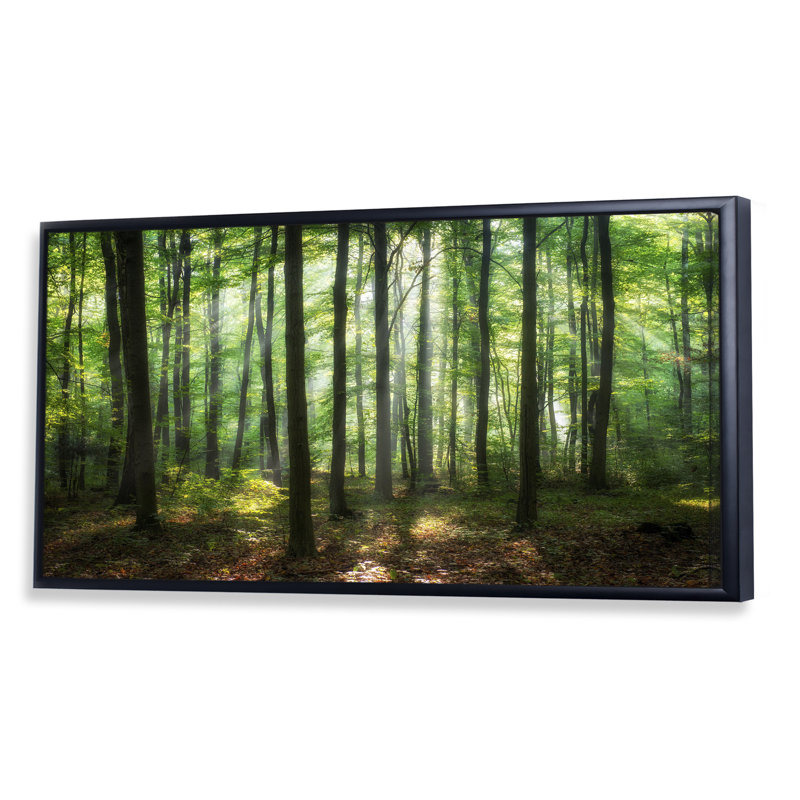 «Sunny Morning Magic Forest IV» - photographie sur toile, Cadre noir, H 8 po x l 12 po x P 1 po