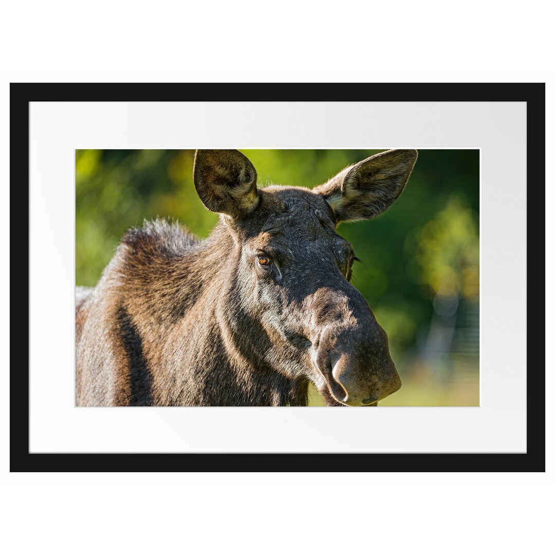 Gerahmtes Poster Hübsche Elchkuh auf Wiese