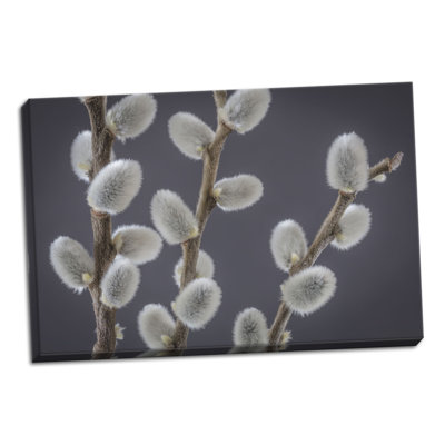 « saule willows ii », reproduction de photo