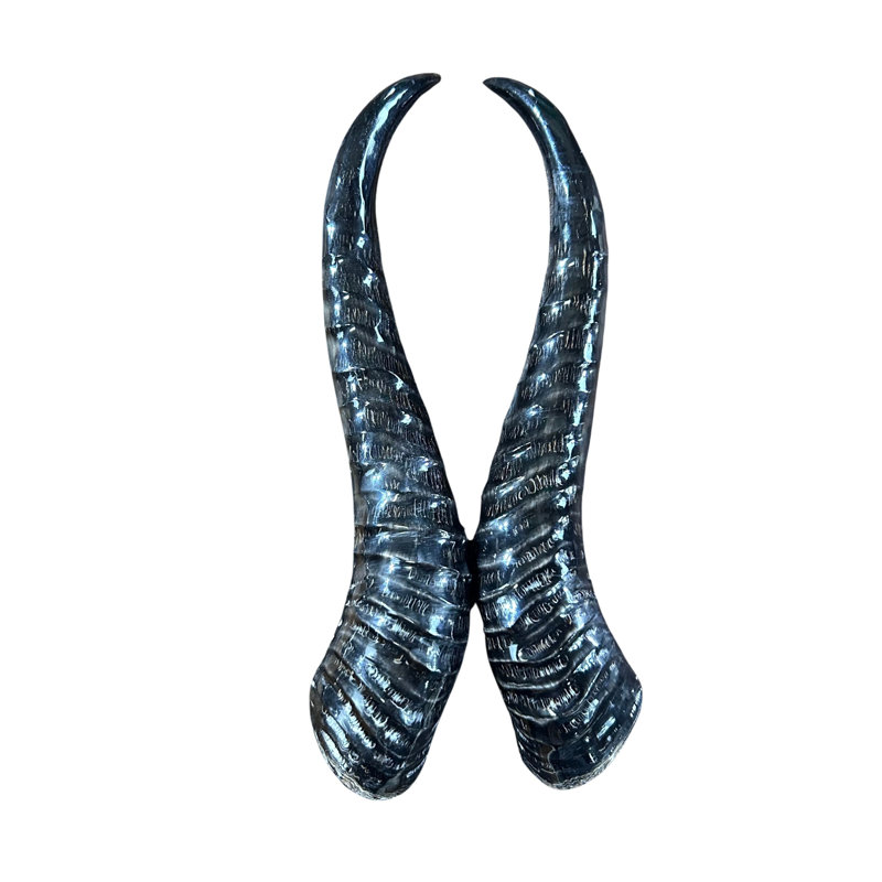 Polished Springbok 2 Horns Set (Left And Right)