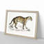 Viverrine Cat Illustration by John Edward Gray - Picture Frame Painting Print-55605535-55605536