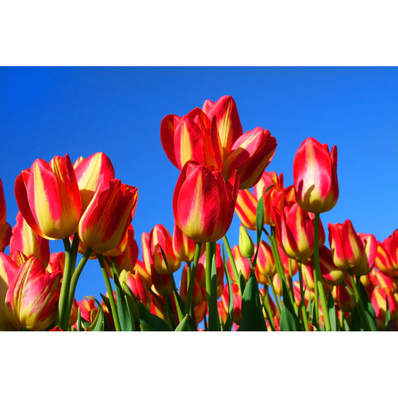 Achouhada Red Tulips - Wrapped Canvas Print, 51cm H x 76cm W x 3.8cm D