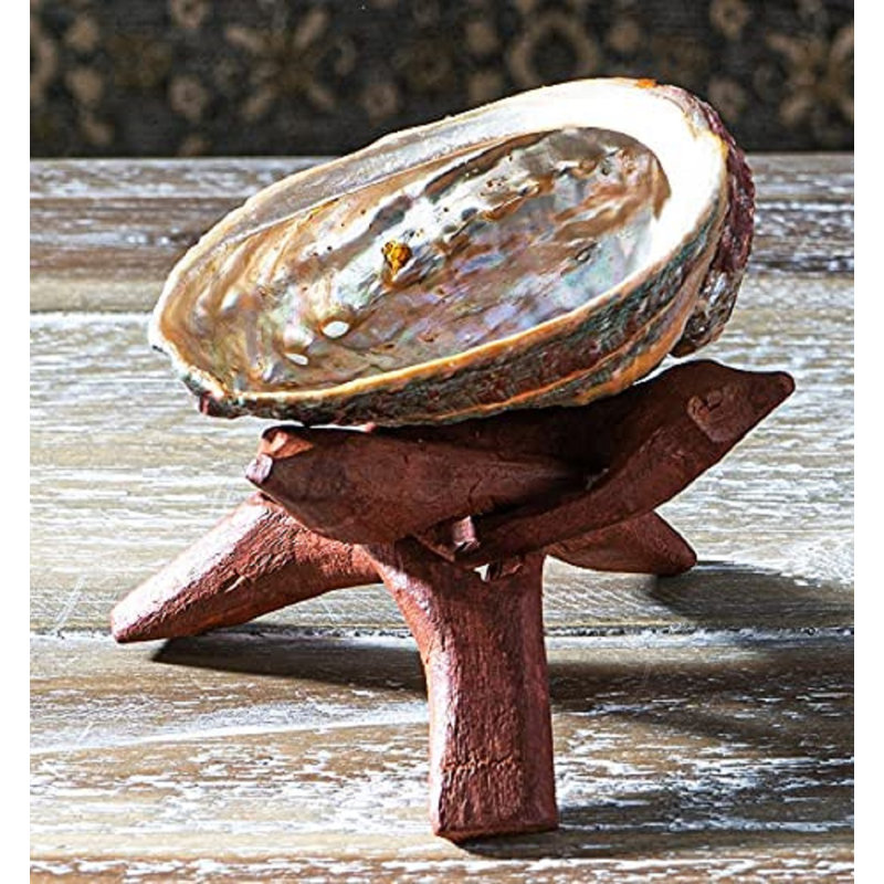 Sculpture Eunola coquille d'ormeau marine avec trépied en bois emboîtable