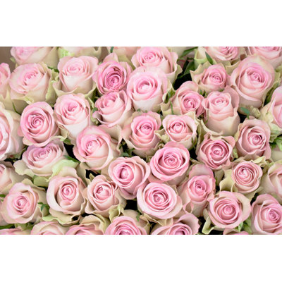 Close-up Of Pink Roses - Wrapped Canvas Print
