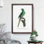 Red-Crowned Parakeet by F. Levaillant - Picture Frame Painting Print-55598164-55598165