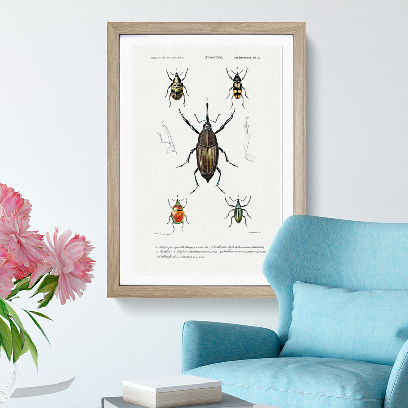 Weevil Beetle Illustrations by Charles DOrbigny - Framed Print, Oak Framed, 65cm H x 48cm W x 2cm D