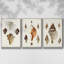 Sowerby Shells IV, ensemble de 3 toiles encadrées sur toile-97710835-97710838