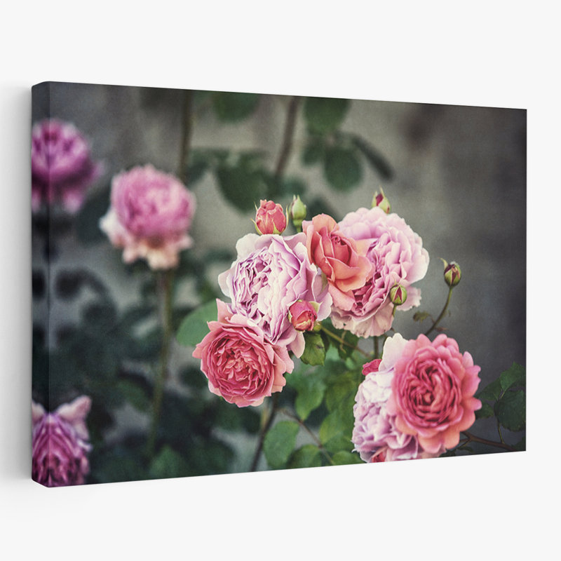 Plantes, fleurs, roses d'Ecosse III, art mural, H 40 po x l 60 po