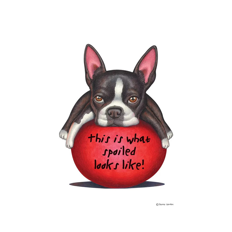 Boston Terrier Spoiled Looks Like by Danny Gordon - Print on Canvas, Wrapped Canvas, 30.48 cm H x 45.72 cm W