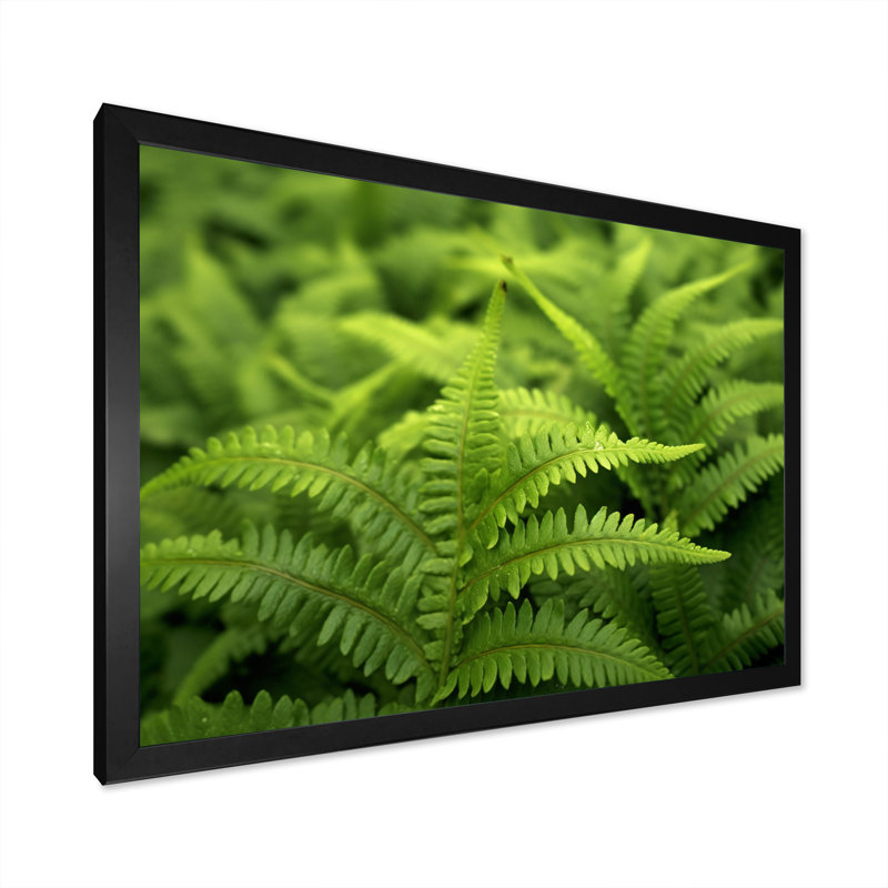 «Green Fern Scenery II», reproduction sur toile, H 16 po x l 32 po x P 1 po, Cadre photo noir