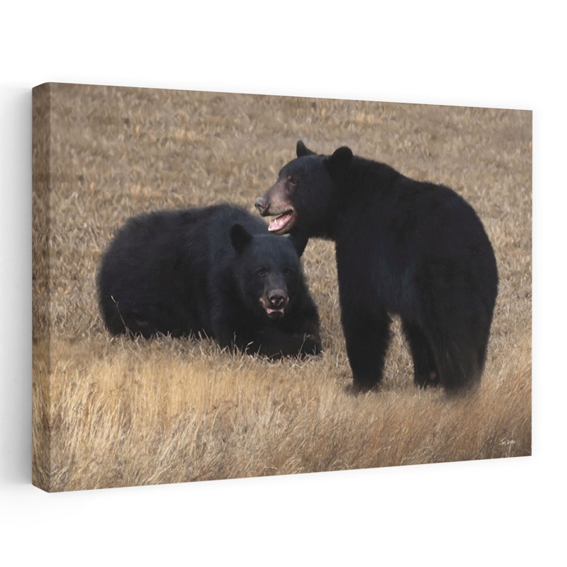 Paire d'ours - photographie contemporaine, ours noirs, art, H 40 po x l 60 po