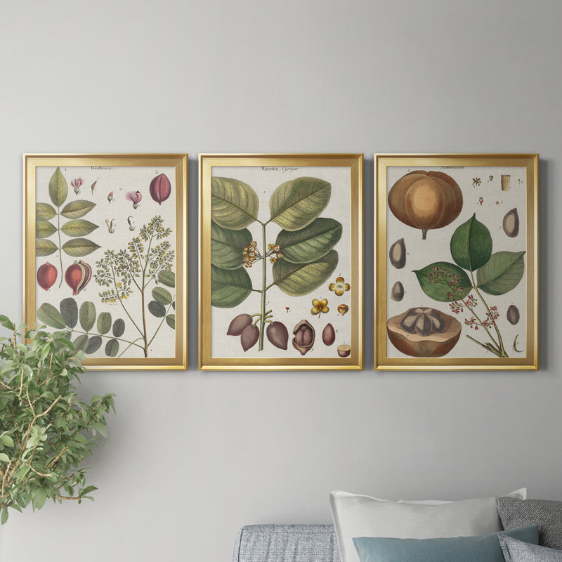 Exotic Botanique I - Ensemble de 3 reproductions d'art sur toile, Doré