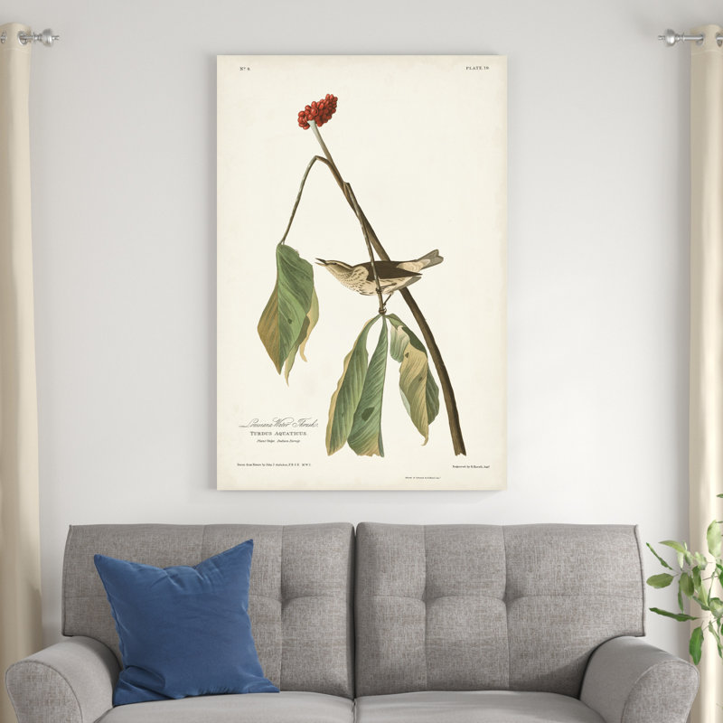Pl. 19 muguet d'eau de la Louisiane, H 48 po x l 32 po
