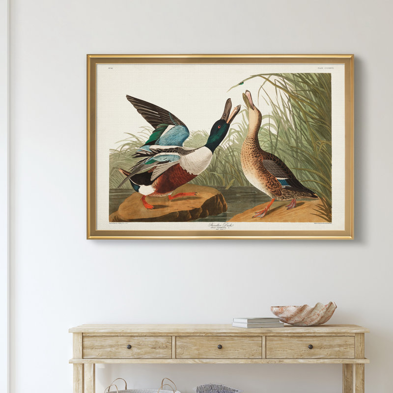Shoveller Duck - reproduction de cadre photo sur toile, H 26,5 po x l 36,5 po x P 1,5 po, Doré