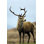 Scotish Red Deer Stag par Tony Herbert - photographie sur toile tendue