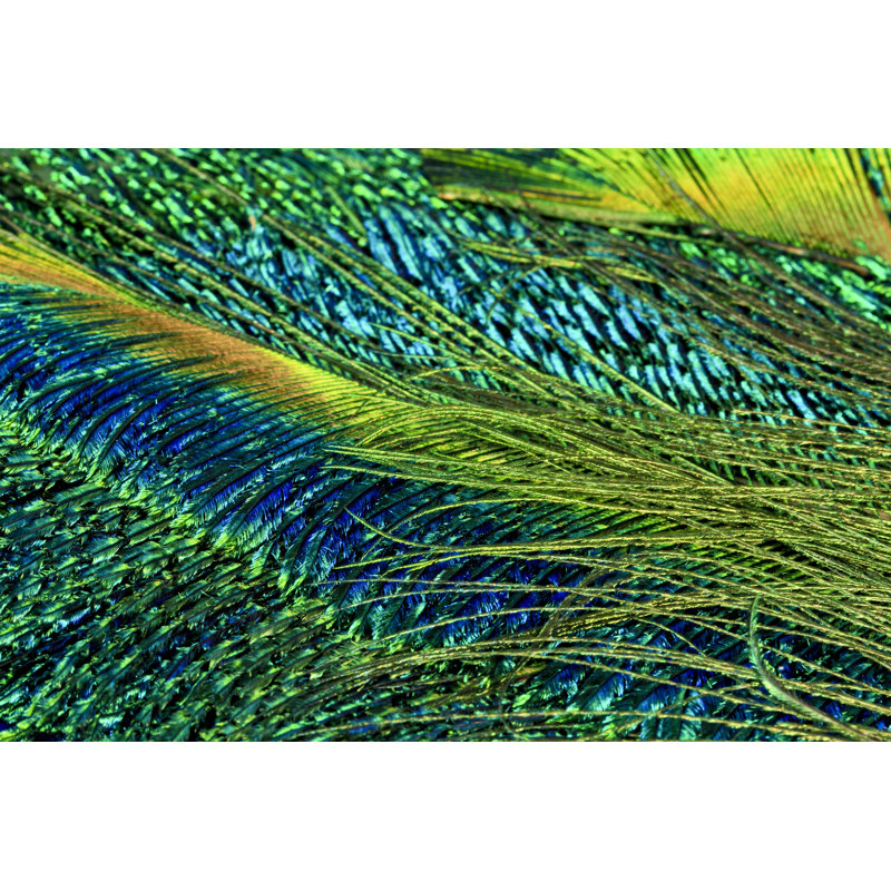 Iridescent Peacock Feathers by Cstar55 - Wrapped Canvas Print, 61cm H x 91cm W