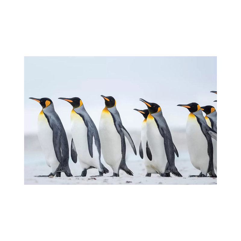 King Penguin On Falkland Islands. by Martin Zwick - Wrapped Canvas Print, 20.32 cm H x 30.48 cm W