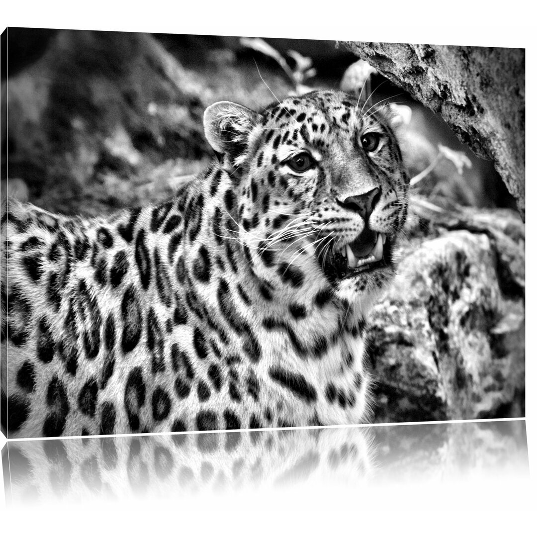 Leinwandbild Prachtvoller Leopard in Monochrom