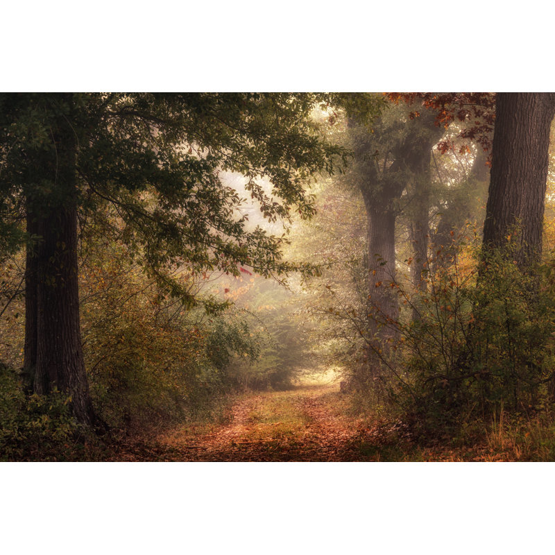 Autumn's Walk II by Danny Head - Photograph, 20cm H x 30cm W, Wrapped Canvas