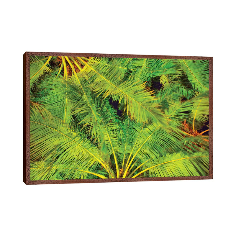 Dancing Palm Fronds by Mark Paulda - Print on Canvas, 45.72cm H x 66.04cm W x 3.81cm D, Classic Brown Wood Floater Framed