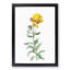 Wallflowers in Yellow by Pierre-Joseph Redoute - Picture Frame Painting Print-55605367-55605371