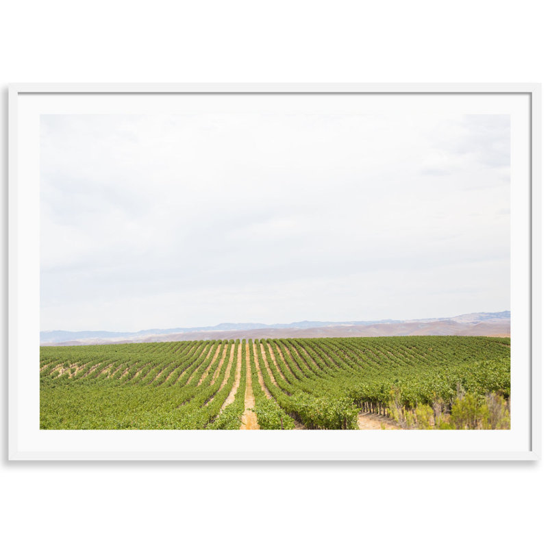 Napa Vines Print by Carly Tabak, 25" W x 18" H, White Wood