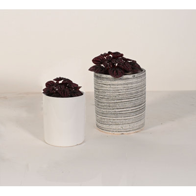 Upshining Live Foliage Plant in Ceramic Pot