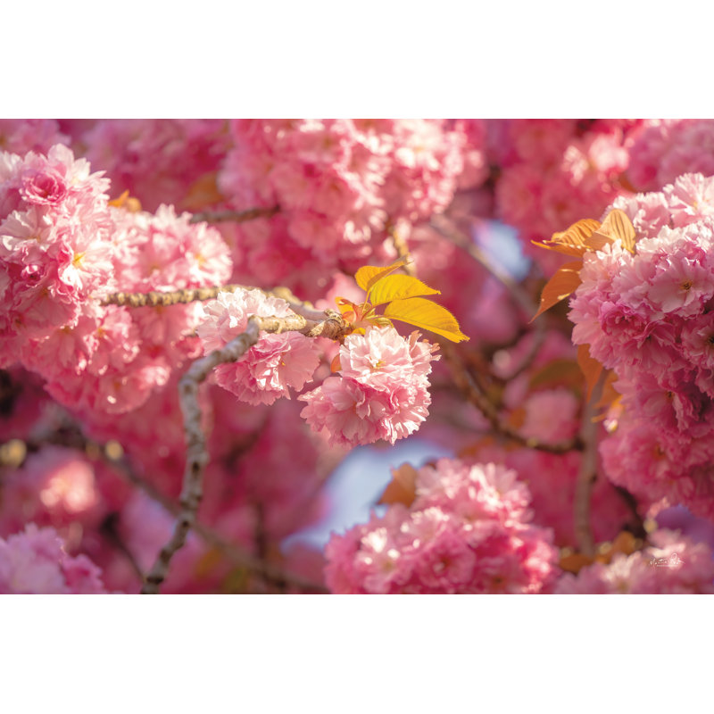 Jasilynn Cherry Blossoms par Martin Podt, H 8 po x l 12 po x P 1,25 po