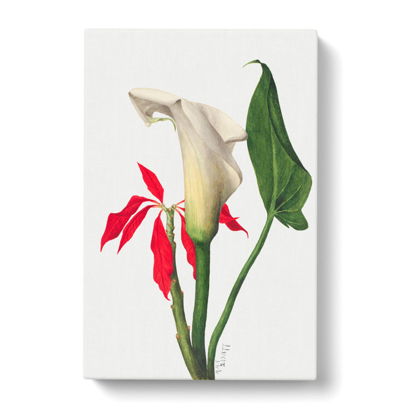 Calla Lily by Mary Vaux Walcott - Wrapped Canvas, 50cm H x 35cm W x 3cm D
