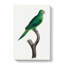 Grey-Cheeked Parakeet by F. Levaillant - Wrapped Canvas-55360290