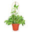 Elam Bamboo U Trellis Hoop