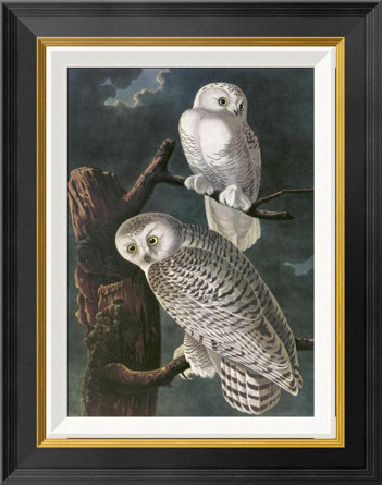 Snowy Owl by James Audubon - Picture Frame Graphic Art Print on Canvas