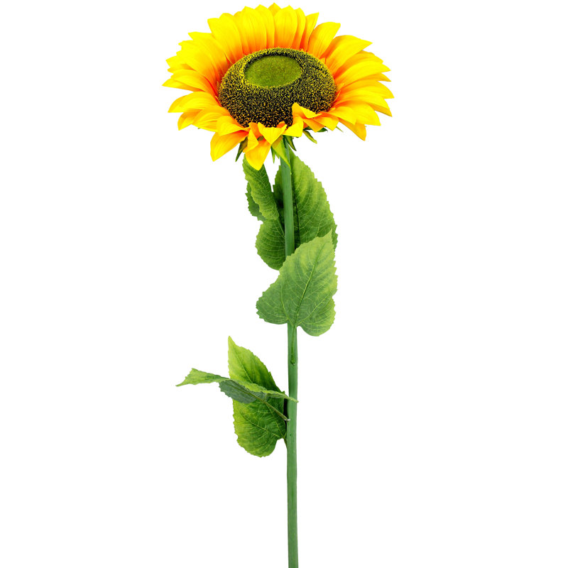Grand tournesol à une seule tige