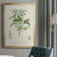 Antique Ammond Botanical II, reproduction d'art encadrée-88436515-88436510