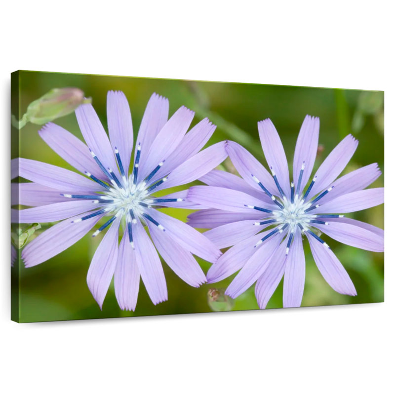 Fleurs de chicorée Harnek Radiant, H 24 po x l 36 po