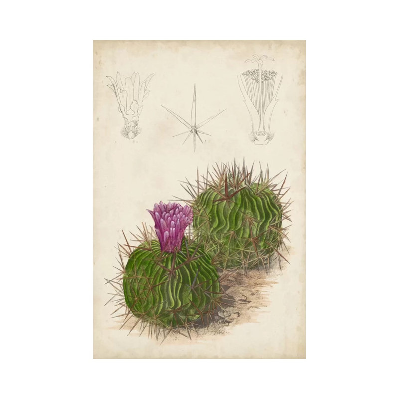 Antique Cactus II 1 Piece Wrapped Canvas Painting, 45.72cm H x 30.48cm W x1.905cm