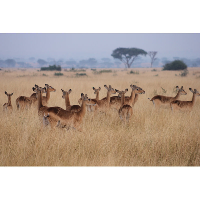 Ellema Ugandan Kob - Wrapped Canvas Print, 30cm H x 46cm W x 3.8cm D