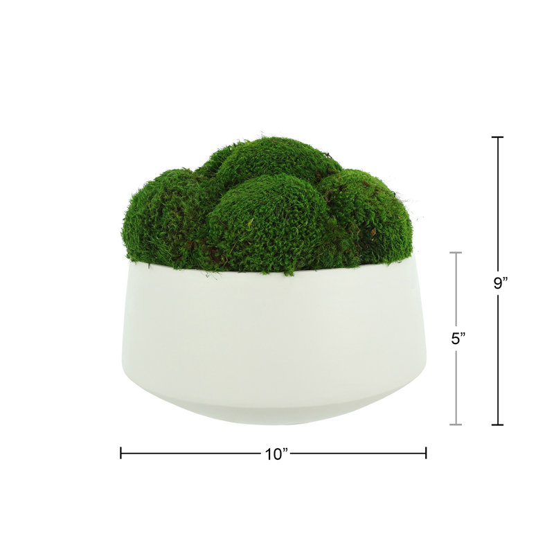 Mood Moss Arranged in Ceramic Pot