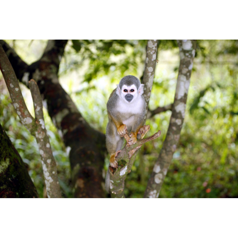 Closeup Squirrel Monkey - Wrapped Canvas Print, 30cm H x 46cm W
