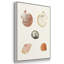 Pastel Knorr Shells VI 3 pièces-91891376-91891379